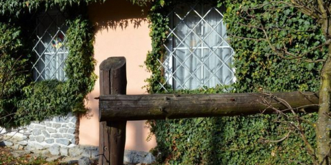 Какви увивни растения за беседки могат да се използват за декорация